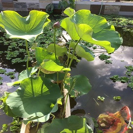 荷花2，魚(yú)塘區(qū)兩張荷花中第一張刪掉，第二張變第一張，這張是第二張.jpg